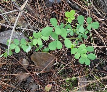 Coronilla emerus (1)