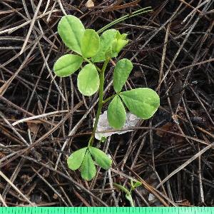 Coronilla emerus (2)