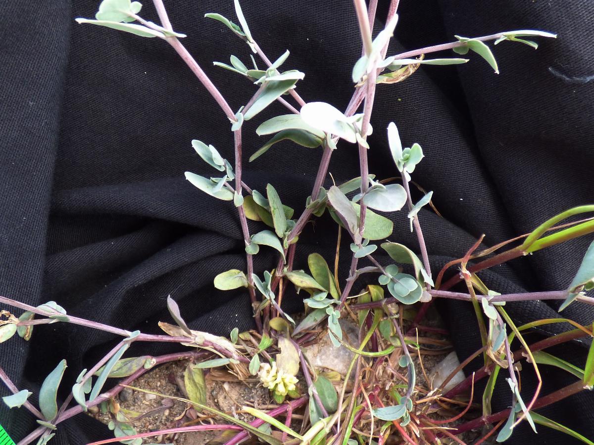 Coronilla scorpioides (1) -  select me for a larger image