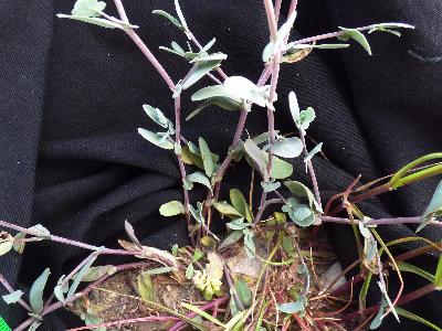 Coronilla scorpioides (1)