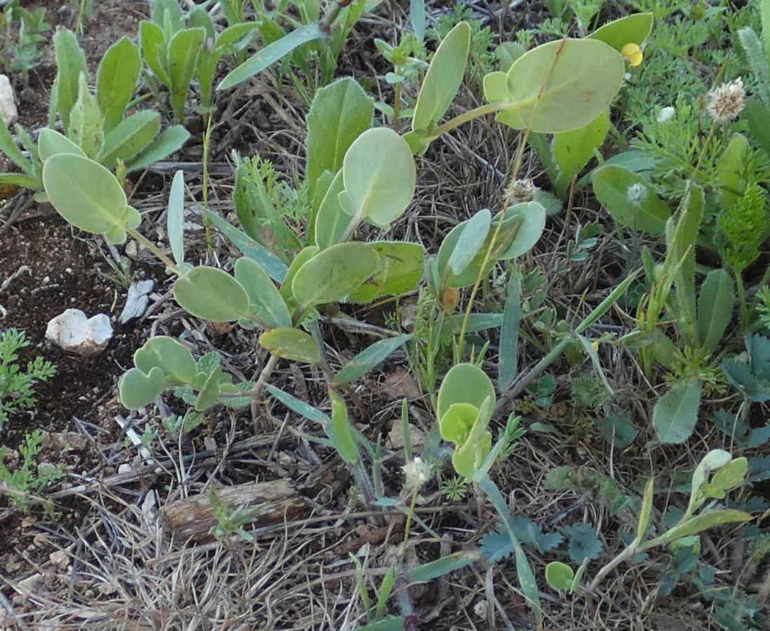 Coronilla scorpioides (2) -  select me for a larger image