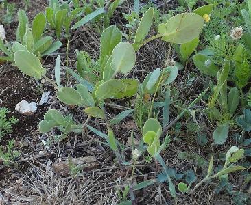Coronilla scorpioides (2)