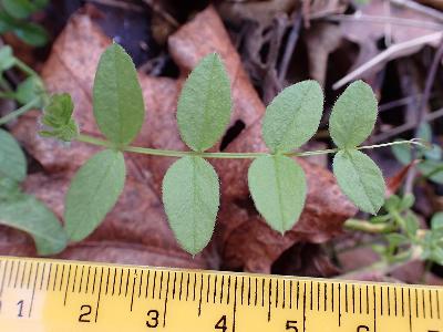 Ervilia sylvatica (1)