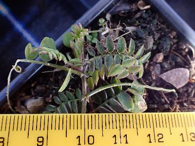 Ervilia sylvatica (2)