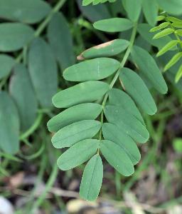 Galega officinalis (1)