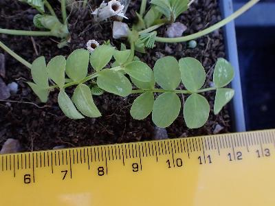 Galega officinalis (2)