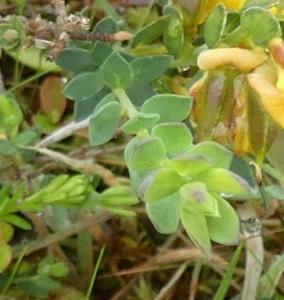 Genista anglica