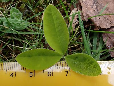 Laburnum anagyroides