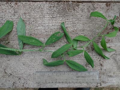 Lathyrus heterophyllus