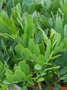 Lathyrus japonicus (1)