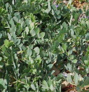 Lathyrus japonicus (2)