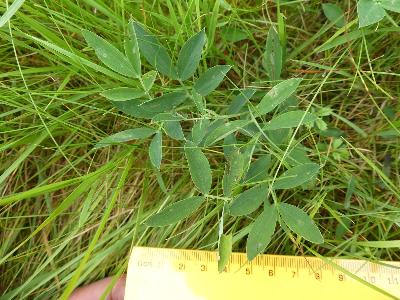 Lathyrus linifolius (1)