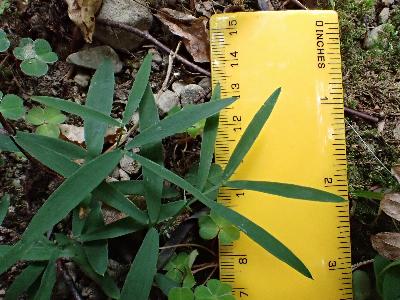 Lathyrus linifolius (2)