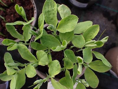 Lathyrus odoratus (1)