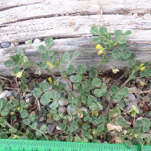 Medicago littoralis (1)