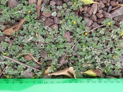 Medicago littoralis (2)