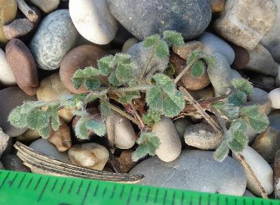 Medicago littoralis (3)