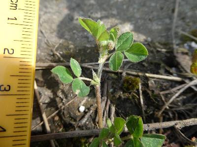 Medicago lupulina