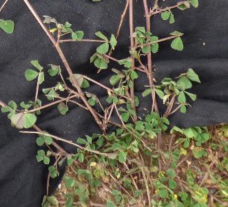 Medicago orbicularis (1)