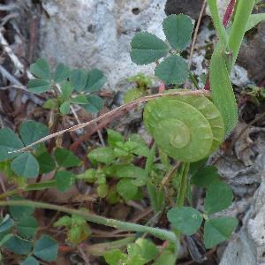 Medicago orbicularis (2)