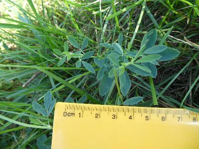 Medicago sativa
