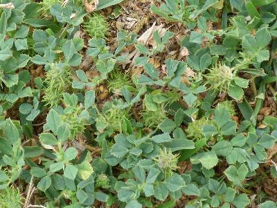 Medicago truncatula (1)