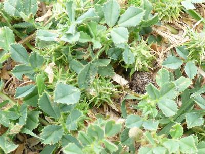 Medicago truncatula (2)