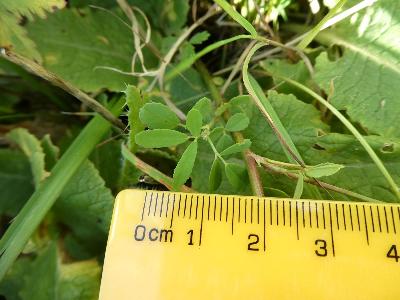 Melilotus altissimus