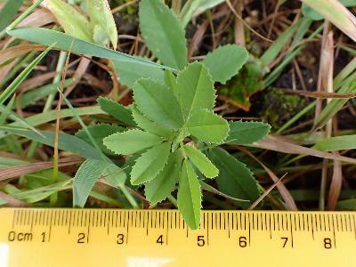 Melilotus officinalis