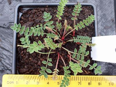 Onobrychis viciifolia