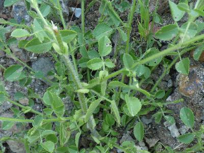 Ononis mitissima (1)