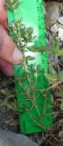 Ononis mitissima (2)