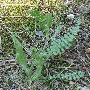 Ornithopus compressus (1)