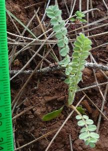 Ornithopus compressus (2)