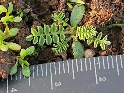 Ornithopus perpusillus (2)