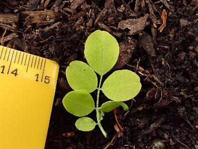 Robinia pseudoacacia