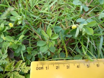 Trifolium dubium