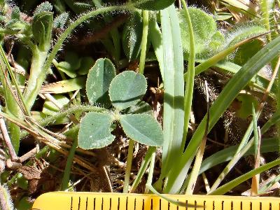 Trifolium fragiferum