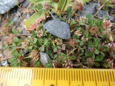 Trifolium glomeratum