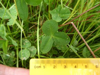 Trifolium hybridum