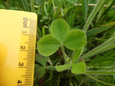 Trifolium incarnatum