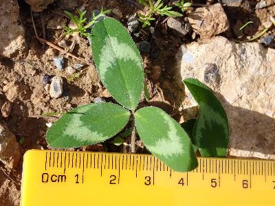 Trifolium medium (1)