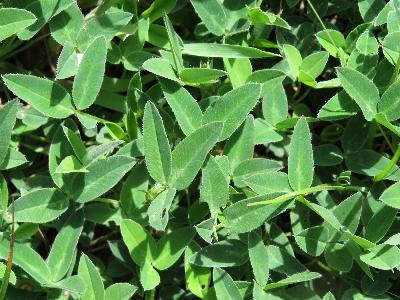 Trifolium medium (2)