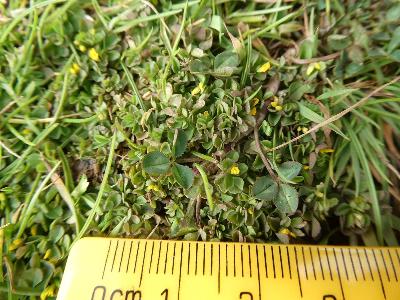 Trifolium micranthum