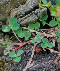 Trifolium occidentale