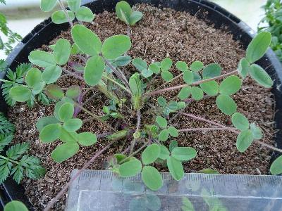 Trifolium ochroleucon