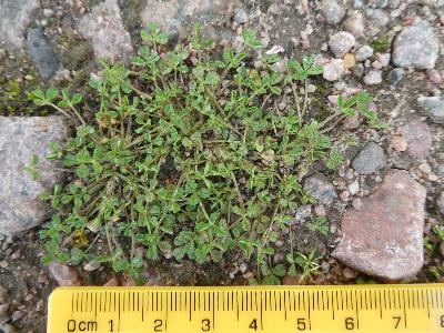 Trifolium ornithopodioides