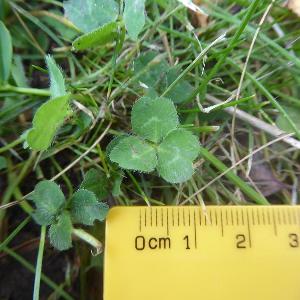 Trifolium pratense