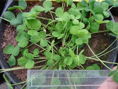 Trifolium stellatum