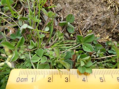 Trifolium striatum